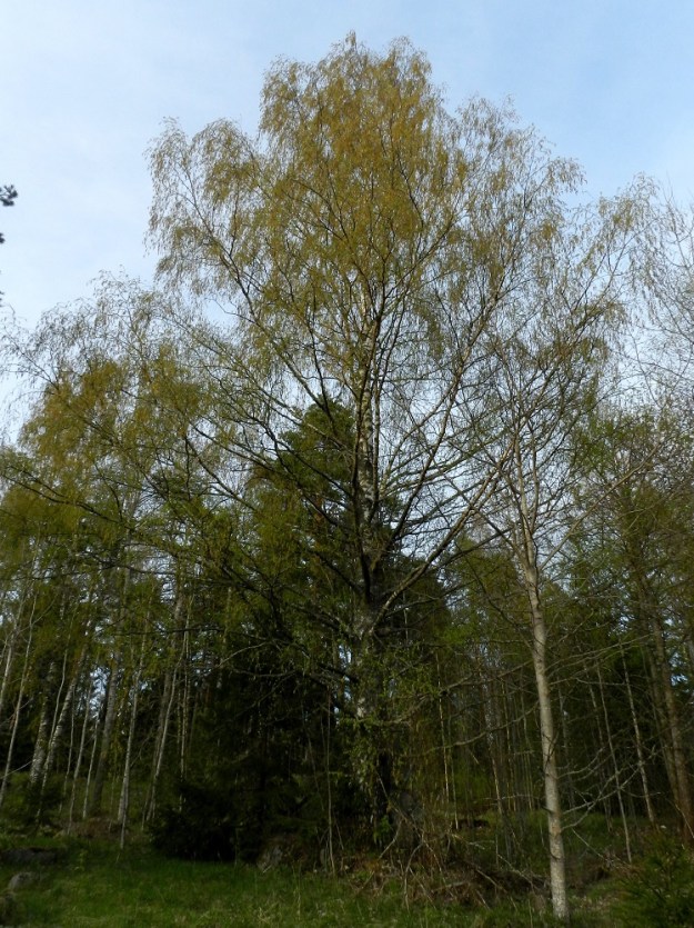 Betula pendula - rauduskoivu on useimmiten suora- ja yksirunkoinen sekä yleensä noin 8-25(-30) m korkea puu. Päähaarat ovat yläviistot, mutta uloimmat oksat riippuvat. Avoimella paikalla kasvavien puiden alaoksatkin säilyvät, ja oksisto levittäytyy laajalle. Kuvasarjan kuvat esittävät nimimuunnosta, vihtakoivua, var. pendula, ellei toisin mainita. EH, Hämeenlinna, Harviala, Häitilä, Harvialantien (tie 290) varressa olevan metsäalueen laide, 10.5.2012. Copyright Hannu Kämäräinen.