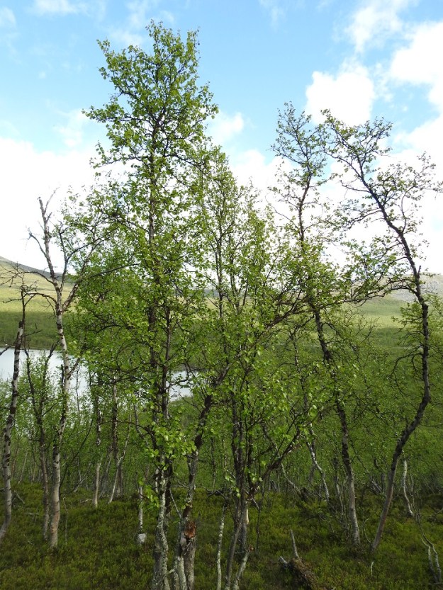 Betula pubescens subsp. czerepanovii - tunturikoivu on yleensä mutkarunkoinen, harvemmin suorahko, yksi- tai monirunkoinen ja tavallisesti noin 2-8 m korkea pieni puu. EnL, Enontekiö, Kilpisjärvi, Mallan luonnonpuisto, Pikku-Mallan koillispuolen jyrkkä tunturikoivuvyöhyke Kalottireitin varrella, 520 m mpy, 5.7.2025. Copyright Hannu Kämäräinen.
