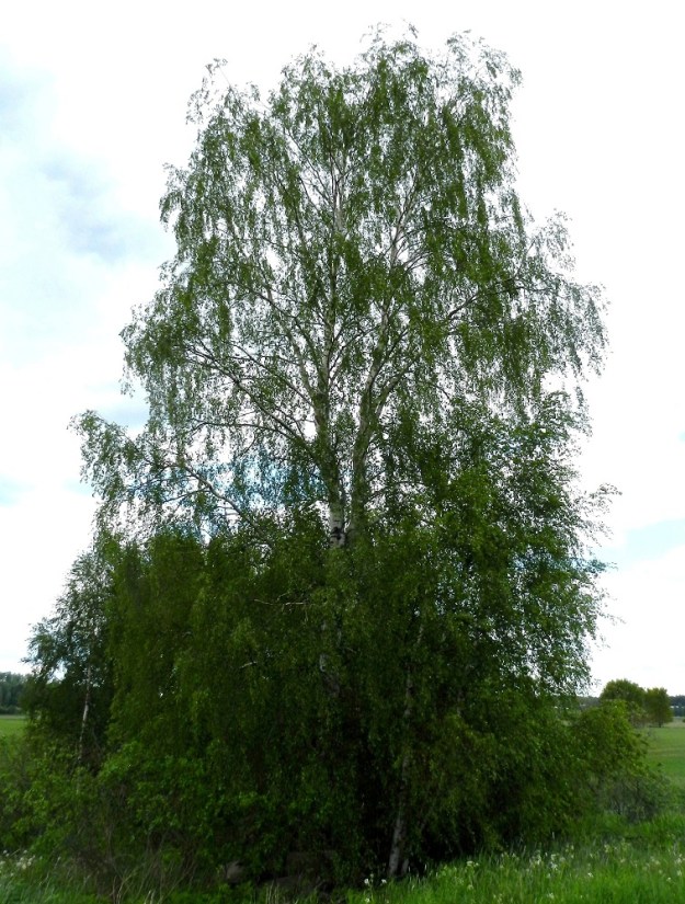 Betula pubescens subsp. pubescens - metsähieskoivu on yksi- tai monirunkoinen ja yleensä noin 8-20(-25) m korkea puu, joka kasvattaa aika usein (kuten kuvassa) tyvivesoja. Päähaarat ja oksat ovat yläviistot tai lähes vaakatasoiset muuten, mutta uloimpien oksien kärkiosat voivat kookkailla ja vanhemmilla yksilöillä olla riippuvat. Avoimilla, kuivemmilla paikoilla puut kasvavat kookkaiksi ja alas asti tuuhean lehteviksi. EH, Hämeenlinna, Vuorentaka, Hämeen Härkätien (tie 2855) varren laaja peltoaukea, pieni puustolaikku peltoalueen laiteessa, 4.6.2012. Copyright Hannu Kämäräinen.