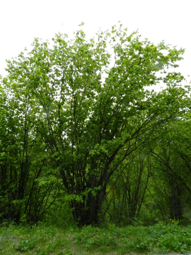 Corylus avellana - pähkinäpensas on monirunkoinen, pysty ja kookas pensas, joka on yleensä noin 2-7 m korkea. EH, Hämeenlinna, Kankaantausta, Hattelmalanharju, Hattelmalantien koillispuolinen, lehtoinen harjurinne näköalatasanteen lähellä, luonnonsuojelualue, 30.5.2012. Copyright Hannu Kämäräinen.
