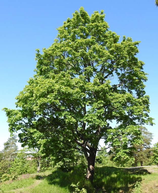 Acer platanoides - metsävaahtera on avoimella paikalla kasvaessaan runsaasti yläviistoon haarova, muhkea ja pyöreälatvuksinen puu. Sen isolehtinen ja tiivis lehvästö tarjoaa täyden varjon kirkkaimmallakin auringonpaisteella. Kuvassa olevan yksilön kasvupaikka vaikuttaa hieman oudolta paksumultaisia lehtoja suosivalle lajille. Todellisuudessa juurensijat ovat notkelmakohdassa, jonne on vuosien saatossa kasautunut merkittävä multakerros. U, Helsinki, Pihlajamäki, Rapakiventien koillispuolella olevan, korkean ja jyrkkärinteisen hiidenkirnukallion lakialue, 1.6.2025. Copyright Hannu Kämäräinen.