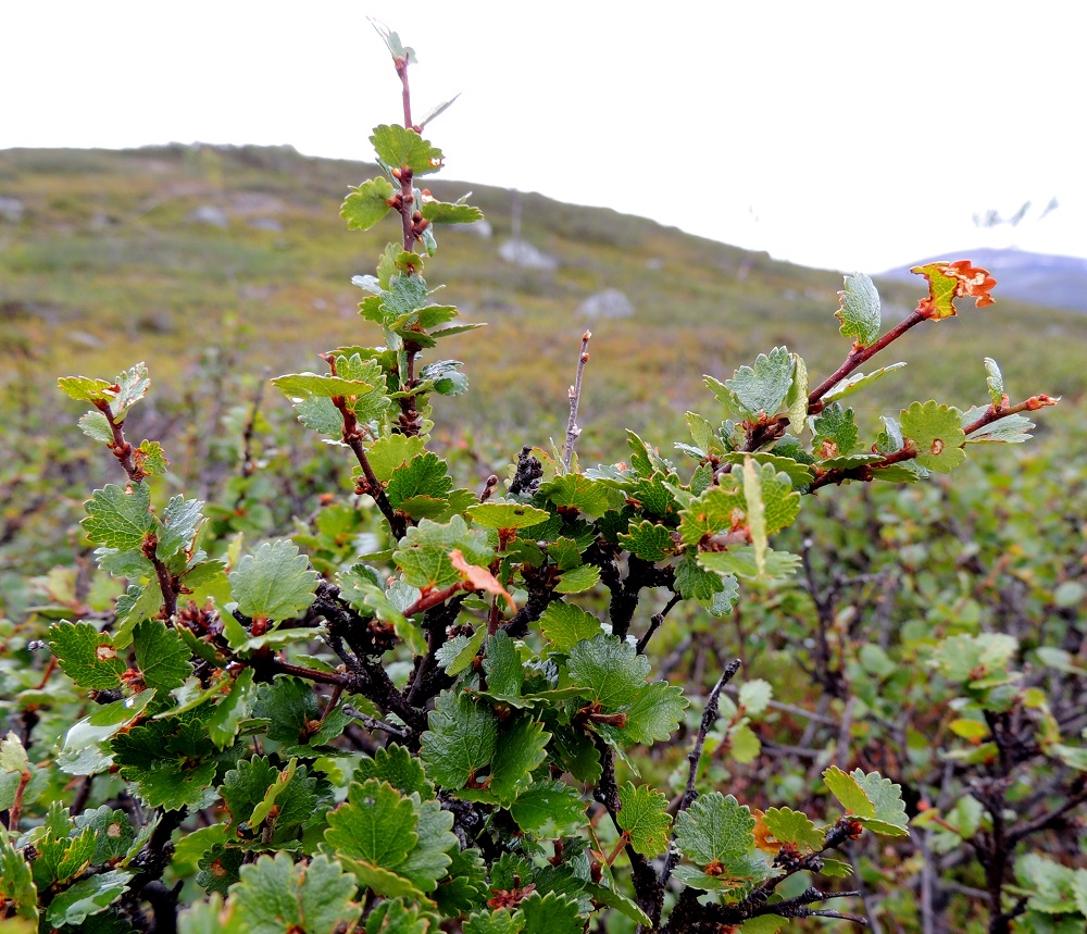 Betula nana - vaivaiskoivun haarat ovat jäykät ja yläviistot tai pystyhköt. EnL, Enontekiö, Kilpisjärvi, Mallan luonnonpuisto, Kalottireitin varsi Siilaskosken ja Mallalampien välillä, puuton tunturikangas, 565 m mpy, 19.7.2013. Copyright Hannu Kämäräinen.