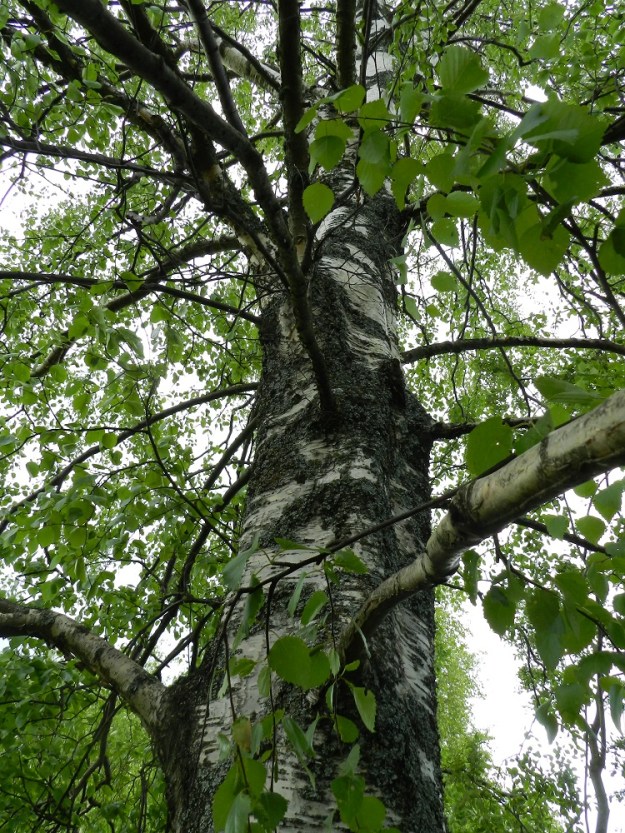Betula pubescens subsp. pubescens - metsähieskoivu on useimmiten suorarunkoinen. Runko, haarat ja paksummat oksat ovat pinnaltaan vaaleatuohiset. Avoimilla ja ravinteisilla paikoilla kasvavien puiden rungot kehittyvät vankoiksi. Metsähieskoivun elinikä on tavallisesti noin 100-130 vuotta, mutta se voi sopivalla kasvupaikalla olla hyvinkin 200 vuotta. EH, Hämeenlinna, Vuorentaka, Hämeen Härkätien (tie 2855) varren laaja peltoaukea, pieni puustolaikku peltoalueen laiteessa, 4.6.2012. Copyright Hannu Kämäräinen.