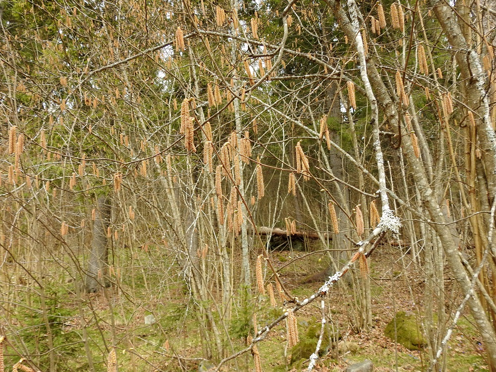 Corylus avellana - pähkinäpensas on tuulipölytteinen ja yksikotinen puu, joka kukkii huhtikuussa selvästi ennen lehtien puhkeamista. EH, Hämeenlinna, Ruununmylly, Aulangontorppa, Aulangonjärven itäpää, jyrkähkösti nousevan Käärmekallion alueen kaakkoispää, metsäalueen ja luonnonsuojelualueen etelälaita, 22.4.2019. Copyright Hannu Kämäräinen.