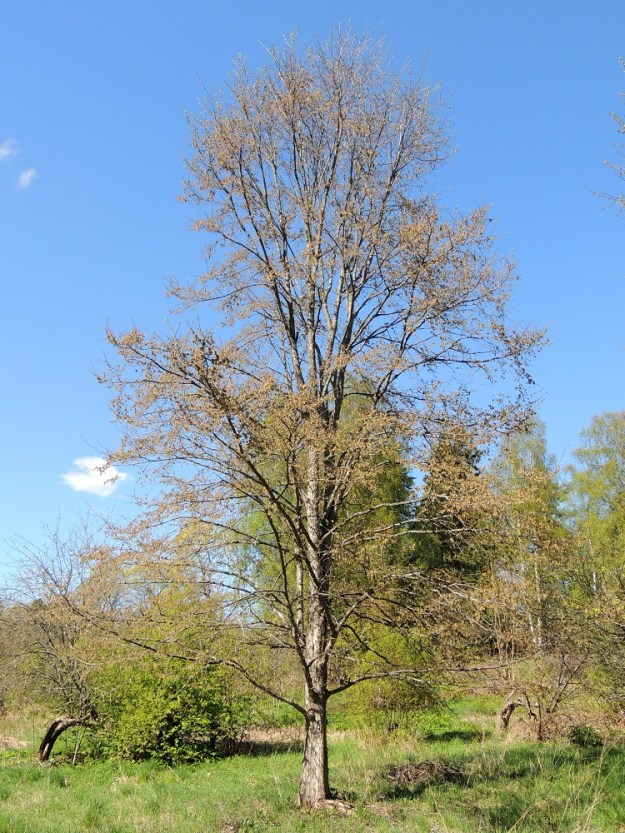 Ulmus laevis - kynäjalava kukkii ennen lehtien puhkeamista. EH, Hattula, Metsänkylä, Vanajaveden Metsänkylänlahden rannan kynäjalavalehdon koillispuolinen niittyaho, 17.5.2014. Copyright Hannu Kämäräinen.