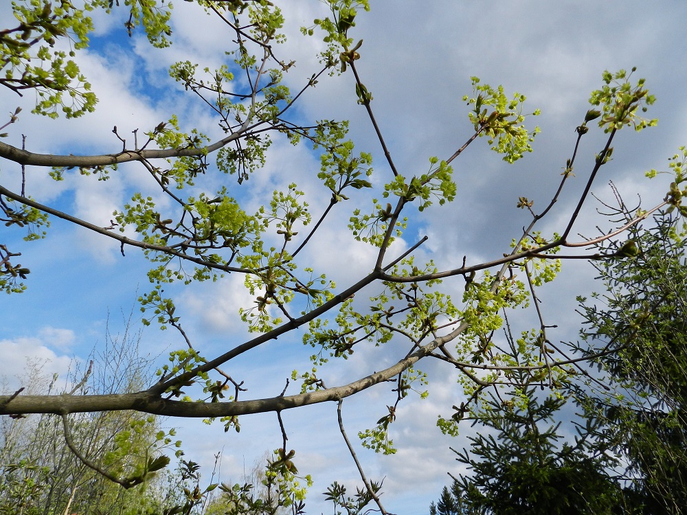 Acer platanoides - metsävaahteran kukinnot ovat oksanhaarojen kärjessä. Ne ovat medellisiä, hyönteispölytteisiä ja monihaaraisen huiskilomaisia. EH, Hattula, Rahkoila, Koreila, Aulangontien eteläpuoli, sen ylittävän Tasalantien laitametsikkö, 15.5.2012. Copyright Hannu Kämäräinen.