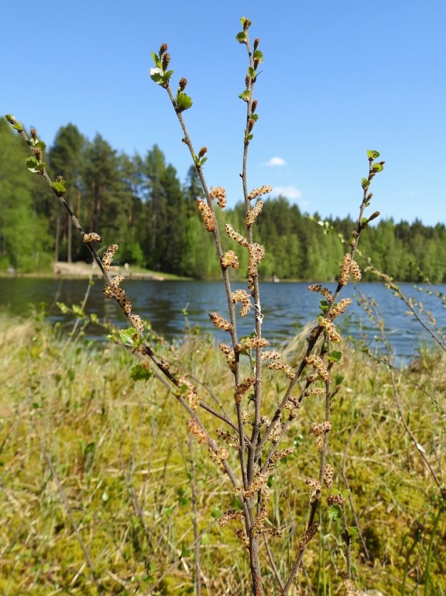 Betula nana - vaivaiskoivu on tuulipölytteinen ja yksikotinen. Se kukkii etelässä toukokuussa. Kukinnot ovat yksineuvoisia eli hede- ja emikukat ovat eri kukinnoissa. Emikukinnot ovat yleensä oksien kärkiosassa ja hedekukinnot alempana. EH, Hämeenlinna, Pullerinmäki, Viisari, Ahvenistonharjun koillisjuurella olevan Kahtoilammen luoteispään rantaneva, 19.5.2024. Copyright Hannu Kämäräinen.