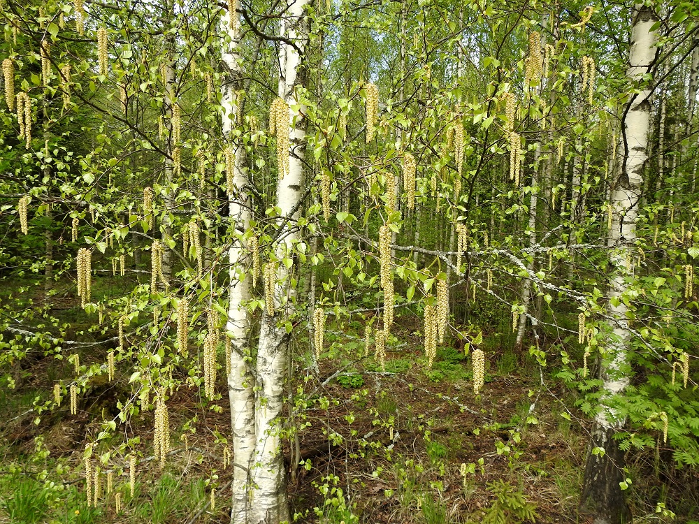 Betula pendula - rauduskoivu on tuulipölytteinen, ja se kukkii lehtien puhjettua. Myös nuoret puut yleensä kukkivat. Kukintojen määrä vaihtelee eri vuosina. Isossa koivussa voi hyvänä vuonna olla jopa 10 000 hedenorkkoa. EH, Hämeenlinna, Loimalahti, Hirsimäki, Hirsimäenkadun varren metsikön reuna, 22.5.2021. Copyright Hannu Kämäräinen.