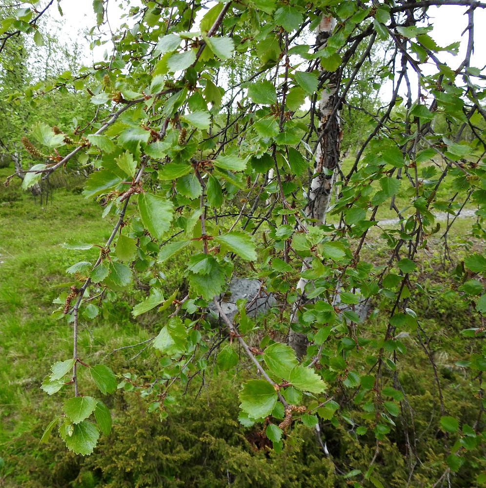 Betula pubescens subsp. czerepanovii - tunturikoivun nuoret oksat ovat ruskeat tai harmaanruskeat. Se on tuulipölytteinen ja yksikotinen puu, joka kukkii lehtien puhkeamisen jälkeen kesäkuusta heinäkuun alkupuolelle. EnL, Enontekiö, Kilpisjärvi , Saanan lounainen alarinne, Kilpisjärveen laskeva tunturikoivikkorinne Retkeilykeskuksen kohdalla, n. 490 m mpy, 3.7.2025. Copyright Hannu Kämäräinen.