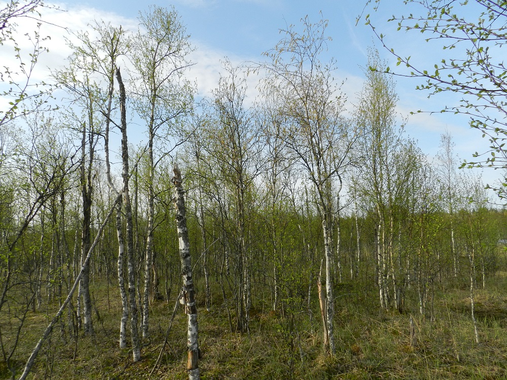 Betula pubescens subsp. pubescens - metsähieskoivu pärjää myös märällä ja jopa vetisellä kasvualustalla toisin kuin lähilaji rauduskoivu, B. pendula, jonka juuristo tukahtuu liiallisessa märkyydessä. Suoranaisilla nevapinnoilla hieskoivut jäävät pieniksi ja ilmeisesti aika lyhytikäisiksi. Hyllyvä turvekerros ja mättäikkö eivät toki pystyisi kookkaita puita pystyssä pitämäänkään. EH, Hämeenlinna, Luolaja, Hattelmalanjärven pohjoisrannan nevakaista, luonnonsuojelualue, 16.5.2012. Copyright Hannu Kämäräinen.