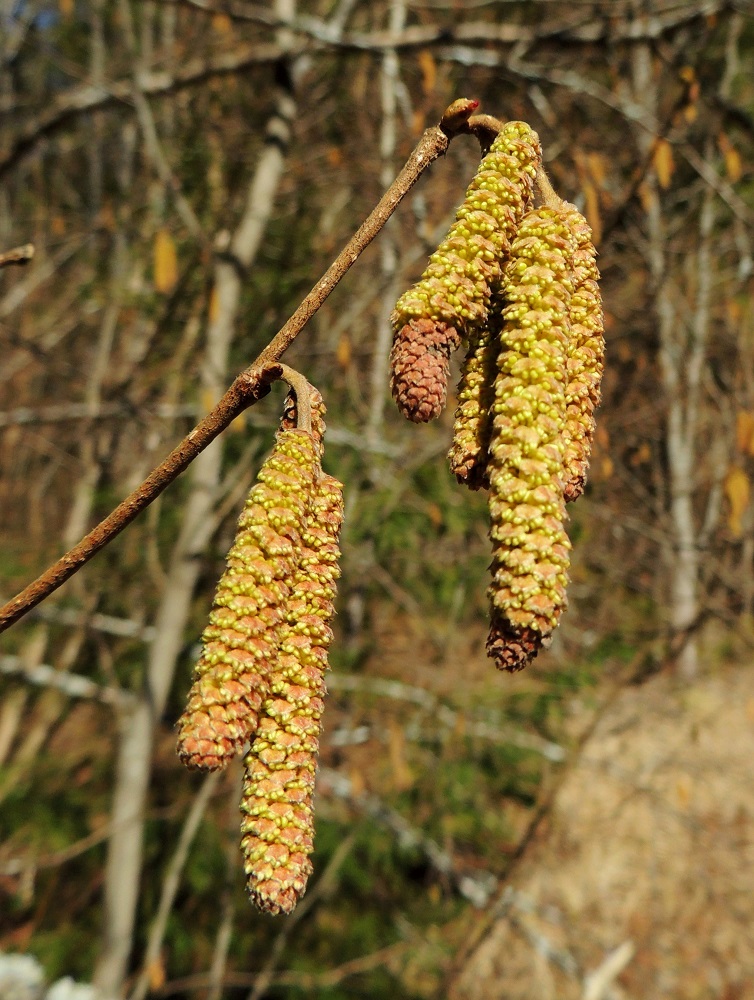corylus-avellana-p-hkin-pensas-euroopanp-hkin-pensas-pohjolan