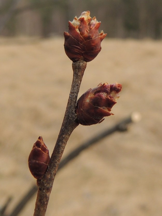 Ulmus laevis - kynäjalavan oksanhaarojen silmut (kuvassa kukintosilmuja) ovat pitkänomaiset, suipon teräväkärkiset, monisuomuiset ja noin 5-10 mm pitkät. Suomut ovat sisäkkäiset, lähinnä leveänpuikean kupumaiset, punaruskeat ja kaljut tai karvareunaiset sekä noin 1-5 mm pitkät. Toisella Suomessa alkuperäisellä jalavalajilla, vuorijalavalla, U. glabra, silmut ovat lähes pallomaiset ja tylpät. EH, Hattula, Metsänkylä, Vanajaveden Metsänkylänlahden rannan kynäjalavalehdon koillispuolinen niittyaho, 12.4.2015. Copyright Hannu Kämäräinen.