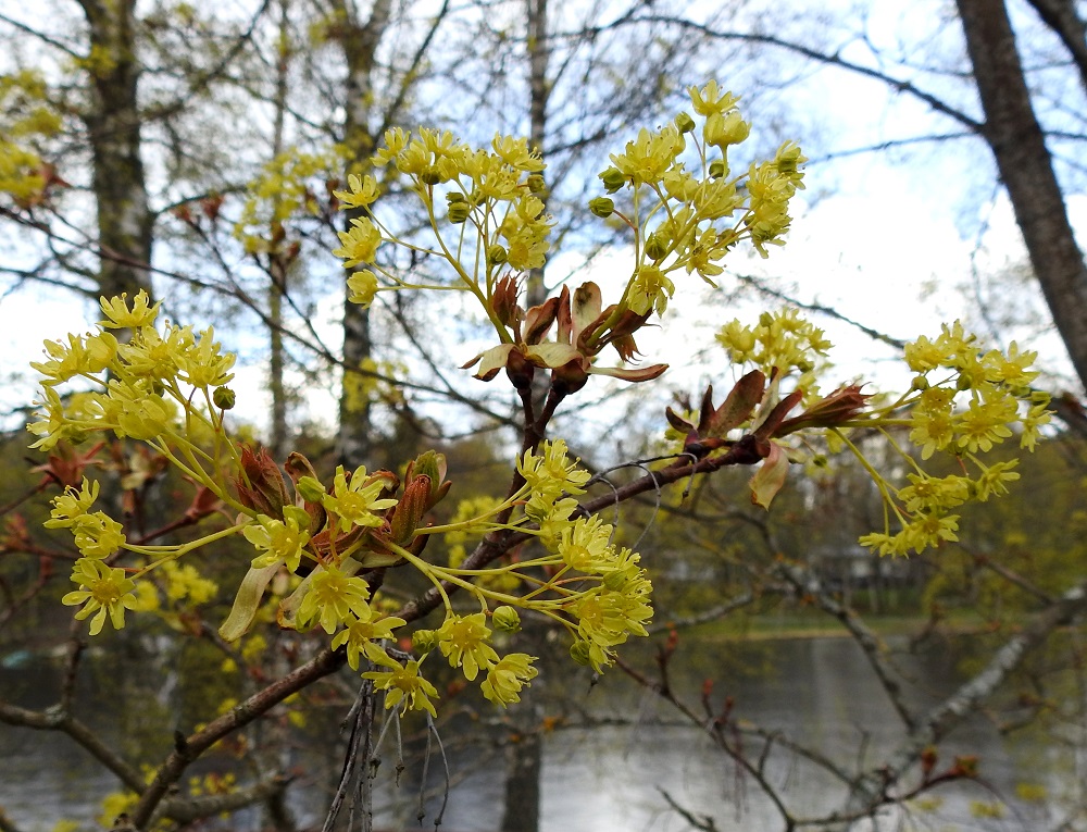 Acer platanoides - metsävaahteran kukinnot ovat noin 4-7 cm leveitä ja noin 10-30-kukkaisia. Kukat sijaitsevat yksikotisesti samoissa puuyksilöissä, mutta hede- ja emikukat ovat eri kukintohuiskiloissa. Kukintoranka, sen haarat ja kukkaperät ovat kaljut ja kellanvihertävät. Kukkaperät ovat yleensä noin 7-20 mm pitkät. EH, Hämeenlinna, Sairio, Vanajaveden rantametsikkö rautatien ja ulkoilureitin varressa, 10.5.2025. Copyright Hannu Kämäräinen.