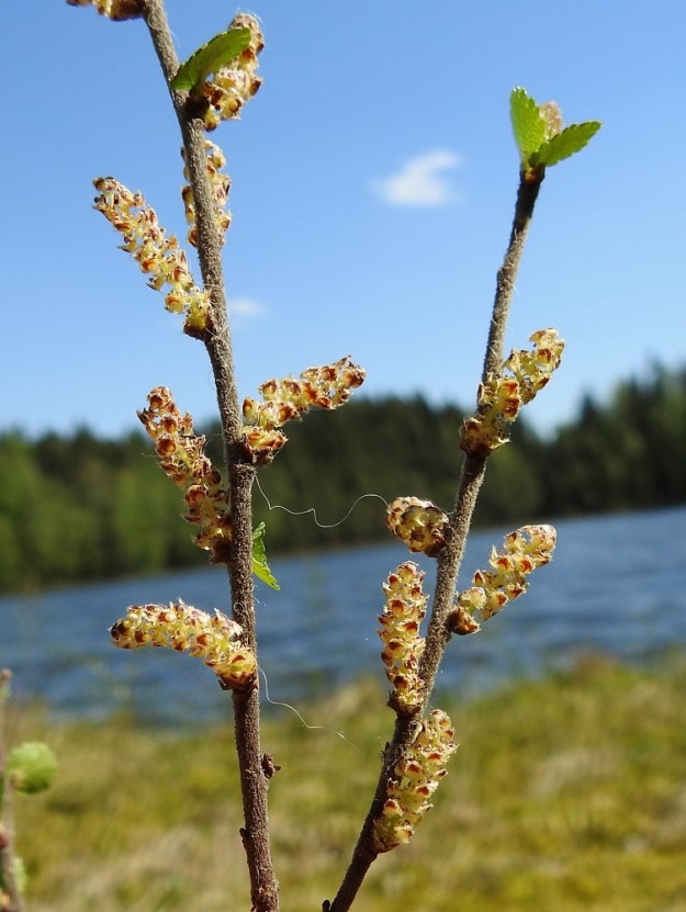 Betula nana - vaivaiskoivun hedekukinto on yksittäinen, pystyhkö ja lieriömäisen tasasoukka norkko, joka on perätön ja kukintavaiheessa kellanruskehtava. EH, Hämeenlinna, Pullerinmäki, Viisari, Ahvenistonharjun koillisjuurella olevan Kahtoilammen luoteispään rantaneva, 19.5.2024. Copyright Hannu Kämäräinen.