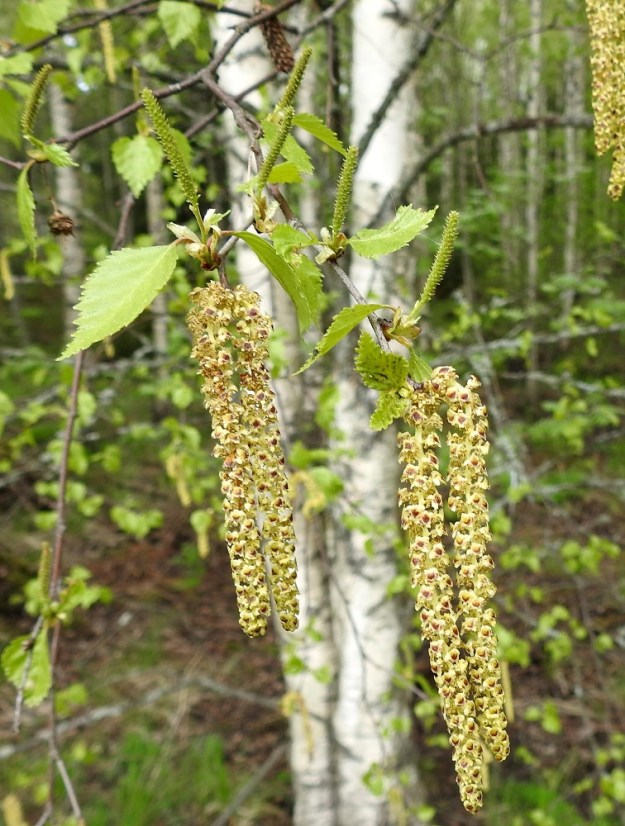 Betula pendula - rauduskoivu on yksikotinen puu, joka kukkii touko-kesäkuussa. Kukinnot ovat yksineuvoisia eli hede- ja emikukat ovat eri kukinnoissa. Hedenorkko on perätön, riippuva, lieriömäisen tasasoukka ja yleensä noin 30-70 mm pitkä ja noin 6-7 mm leveä. Norkot ovat yksittäin tai niitä on yleensä kaksi tai kolme samassa ryhmässä. Ne ovat kukintavaiheessa keltaiset tai kellanruskeat. EH, Hämeenlinna, Loimalahti, Hirsimäki, Hirsimäenkadun varren metsikön reuna, 22.5.2021. Copyright Hannu Kämäräinen.