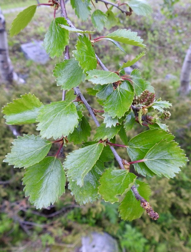 Betula pubescens subsp. czerepanovii - tunturikoivun lehdet ovat oksissa kierteisesti. Lehtiruoti on täysikasvuisena noin 5-15 mm pitkä, vihreä tai punertava ja kalju. Kukinnot ovat yksineuvoisia eli hede- ja emikukat ovat eri kukinnoissa. EnL, Enontekiö, Kilpisjärvi , Saanan lounainen alarinne, Kilpisjärveen laskeva tunturikoivikkorinne Retkeilykeskuksen kohdalla, n. 490 m mpy, 3.7.2025. Copyright Hannu Kämäräinen.