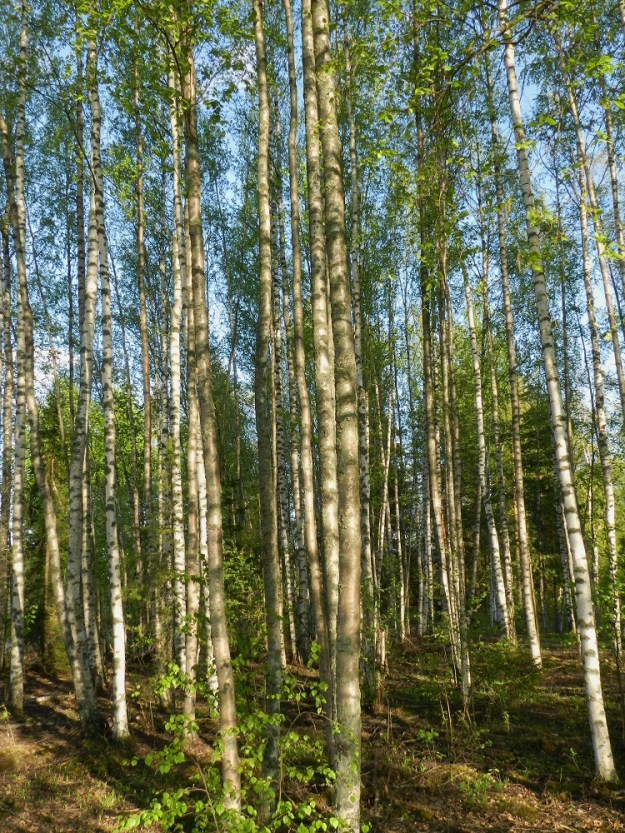 Betula pubescens subsp. pubescens - metsähieskoivun luontaisesti kehittyvä metsäkasvusto on tiheä mutta kuitenkin valoisa ja varsinkin kosteammilla kasvupaikoilla aika pitkään solakkarunkoisena pysyvä. Myös oksaraja nousee kasvun myötä latvukseen. EH, Hattula, Rahkoila, Vanajaveden Koreilanlahden luoteinen rantametsikkö, 23.5.2012. Copyright Hannu Kämäräinen.