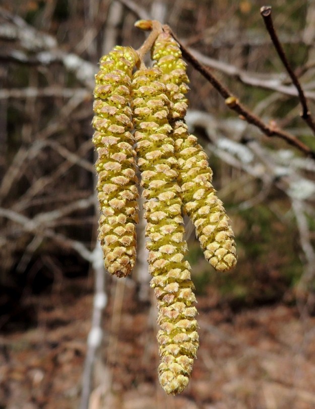 Corylus avellana - pähkinäpensaan hedenorkot ovat kukintavaiheessa keltaiset tai kellanruskeat, yleensä noin 25-60 mm pitkät ja noin 5-6 mm leveät. EH, Hämeenlinna, Ruununmylly, Aulangontorppa, Aulangonjärven itäpää, jyrkähkösti nousevan Käärmekallion alueen kaakkoispää, metsäalueen ja luonnonsuojelualueen etelälaita, 21.4.2013. Copyright Hannu Kämäräinen.