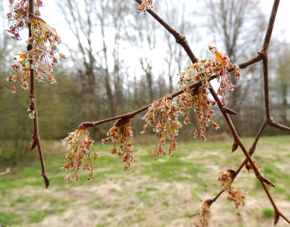 Ulmus laevis - kynäjalava on tuuli- ja ristipölytteinen sekä yksikotinen puu, joka kukkii toukokuussa. Kukinnot ovat uloimpien oksanhaarojen kärjessä ja sivuilla sekä syntyvät edellisen vuoden lehtien hankasilmuista. Ne ovat harsut, sarjamaisesti kukkivat ja enimmäkseen nuokkuvat. Oksissa vielä näkyvät, kapean pitkulaiset ja teräväkärkiset silmut ovat lehtisilmuja. EH, Hattula, Metsänkylä, Vanajaveden Metsänkylänlahden rannan kynäjalavalehdon luoteisosan yläpuolinen rantaniitty, nuori puuyksilö, 2.5.2015. Copyright Hannu Kämäräinen.