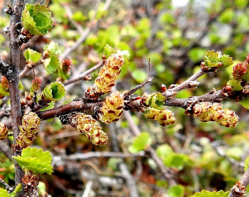 Betula nana - vaivaiskoivu kukkii Lapissa usein kesäkuussa, mutta kevään ja kesän tulosta riippuen kukinta voi ainakin korkeammilla paikoilla siirtyä heinäkuunkin puolelle. Hedekukat ovat kolmen kukan viuhkoina norkkosuomujen hangassa. Niitä suojaa kolme lomittaista, erillistä ja karva- tai hapsureunaista norkkosuomua, joista keskimmäinen on pyöreämuotoinen ja noin 1-1,5 mm leveä. Sen reunan alla molemmilla puolilla on yksi pienempi, pyöreähkö suomu. Suomut peittävät kukat tiiviisti ennen kukintaa. Vaivaiskoivun varren ja haarojen tuohi on tummahkonruskeaa ja kiiltävää. EnL, Enontekiö, Kilpisjärvi, Saanan koillispuolinen alapaljakka, Saanajärvelle vievän polun varsi, 725 m mpy, 4.7.2025. Copyright Hannu Kämäräinen.