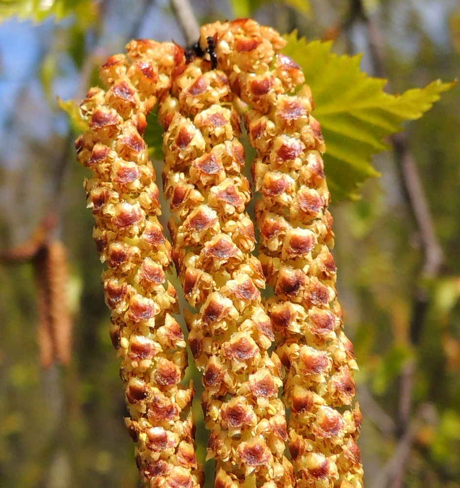Betula pendula - rauduskoivun hedekukat ovat kolmen kukan viuhkoina norkkosuomujen hangassa. Niitä suojaa kolme lomittaista, erillistä norkkosuomua, joista keskimmäinen on lähinnä pyöreämuotoisen vastapuikea, suippokärkinen, kapeatyvinen ja noin 3 mm pitkä sekä leveimmältä kohtaa noin 2 mm leveä. Sen reunan alla molemmilla puolilla on yksi vastapuikea suomu, joka on lähes samanmittainen mutta kapeampi. Suomut peittävät kukat tiiviisti ennen kukintaa ja avautuvat kukintavaiheessa lähes tai aivan vaakatasoon mahdollistaen pölytyksen. Kukat ovat kaksiheteisiä. Heteet ovat noin 1,5-2 mm pitkät, ja niiden pitkänpyöreät ponnet ovat keltaiset. EH, Hämeenlinna, Loimalahti, Alajärvi, rantapuusto Tervaniemen uimarannan kohdalla, 11.5.2014. Copyright Hannu Kämäräinen.