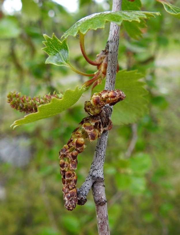 Betula pubescens subsp. czerepanovii - tunturikoivun hedekukinto on riippuva ja lieriömäisen tasasoukka norkko. Norkot ovat yksittäin tai niitä on kaksi tai kolme samassa ryhmässä. Ne ovat perättömät, kukintavaiheessa keltaiset tai kellanruskeat, yleensä noin 25-40 mm pitkät ja noin 5-6 mm leveät. EnL, Enontekiö, Kilpisjärvi , Saanan lounainen alarinne, Kilpisjärveen laskeva tunturikoivikkorinne Retkeilykeskuksen kohdalla, n. 490 m mpy, 3.7.2025. Copyright Hannu Kämäräinen.