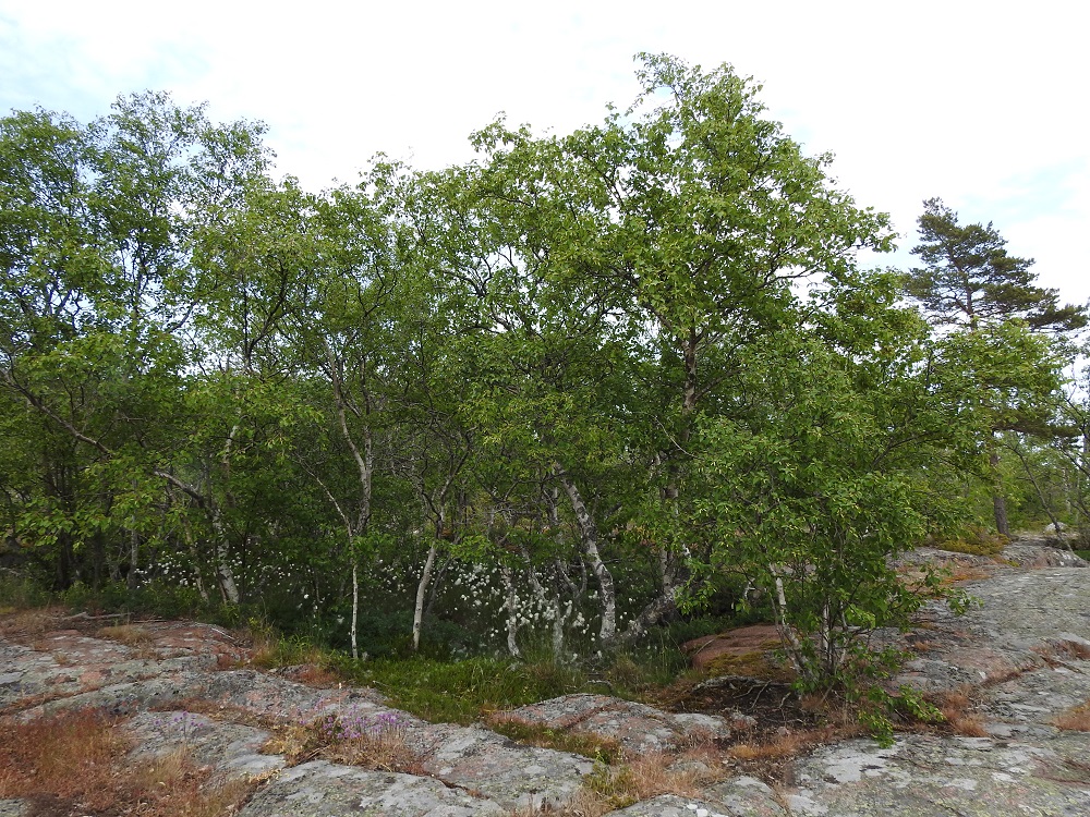 Betula pubescens subsp. pubescens - metsähieskoivu sopeutuu monenlaiseen elinympäristöön, mutta samalla elinympäristö muokkaa joskus rajustikin sen ulkomuotoa. Laajan, kuivan ja paahteisen merenrantakallion pieni suopainanne on tuottanut toisen alalajin, tunturikoivun, subsp. czerepanovii, kaltaisia moni- ja vänkyrärunkoisia koivuja. A, Lemland, Björkö, Herröskatanin luonnonsuojelualue, eteläkärjen laaja rantakallioalue, 19.6.2023. Copyright Hannu Kämäräinen.