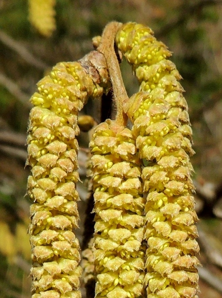 corylus-avellana-p-hkin-pensas-euroopanp-hkin-pensas-pohjolan