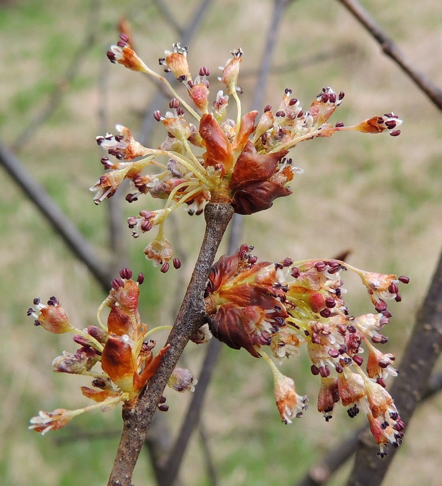 Ulmus laevis - kynäjalavan kukinnot ovat useimmiten noin 10-30-kukkaiset. Avautuneet silmusuomut säilyvät aluksi kukintojen tyvellä ja karisevat vähitellen. Kukkaperät ovat kaljut ja erimittaiset. Niiden pituus vaihtelee samassa kukinnossa yleensä välillä 7-35 mm. Vuorijalavan kaikki kukkaperät ovat alle 5 mm pitkät. Kynäjalavan kukat ovat kello- tai maljamaiset, kaksineuvoiset ja noin 3-4 mm leveät. EH, Hattula, Metsänkylä, Vanajaveden Metsänkylänlahden rannan kynäjalavalehdon kaakkoisosan laiteessa olevan niittykummun sivu, 2.5.2015. Copyright Hannu Kämäräinen.