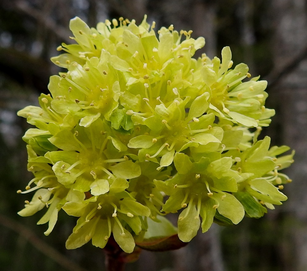Acer platanoides - metsävaahteran kukinto on aluksi tiheä ja harsuuntuu haarojen pidentyessä. Kukissa on viisi terälehteä, ja ne sijoittuvat sopivan etäällä toisistaan olevien verholehtien väliin niin, että äkkiä katsomalla teriö näyttää kymmenlehtiseltä. Se on useimmiten noin 12-15 mm leveä. Kuvassa on hedekukinto, jossa emiön vartalot jäävät kehittymättä. Heteitä on useimmiten kahdeksan. Ne ovat noin 3-4,5 mm pitkät ja lähinnä kellertävät. EH, Hämeenlinna, Loimalahti, Alajärven uimaranta-alueen koillislaita, rantametsikön laide, 3.5.2025. Copyright Hannu Kämäräinen.