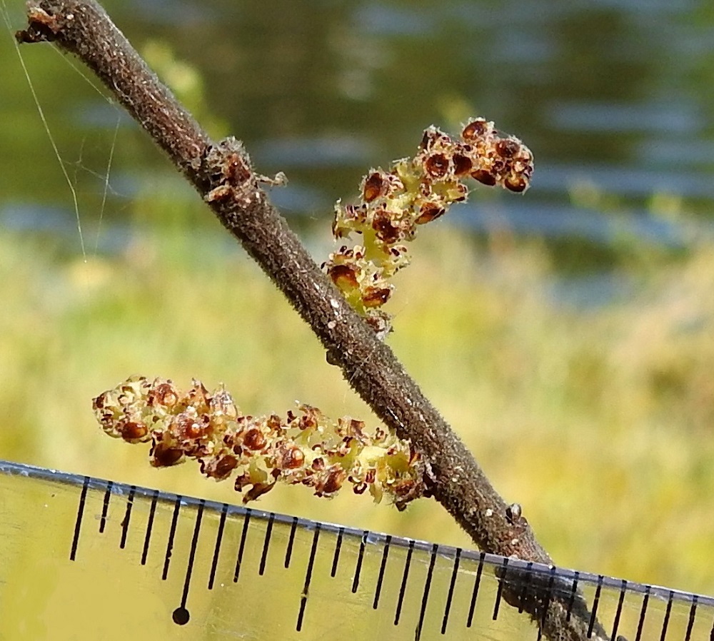 Betula nana - vaivaiskoivun hedenorkot ovat yleensä noin 7-15 mm pitkät ja noin 3-4 mm leveät. Kukat ovat kaksiheteisiä. Heteet ovat noin 1 mm pitkät, ja niiden pitkänpyöreät ponnet ovat aluksi keltaiset ja myöhemmin ruskistuvat. EH, Hämeenlinna, Pullerinmäki, Viisari, Ahvenistonharjun koillisjuurella olevan Kahtoilammen luoteispään rantaneva, 19.5.2024. Copyright Hannu Kämäräinen.
