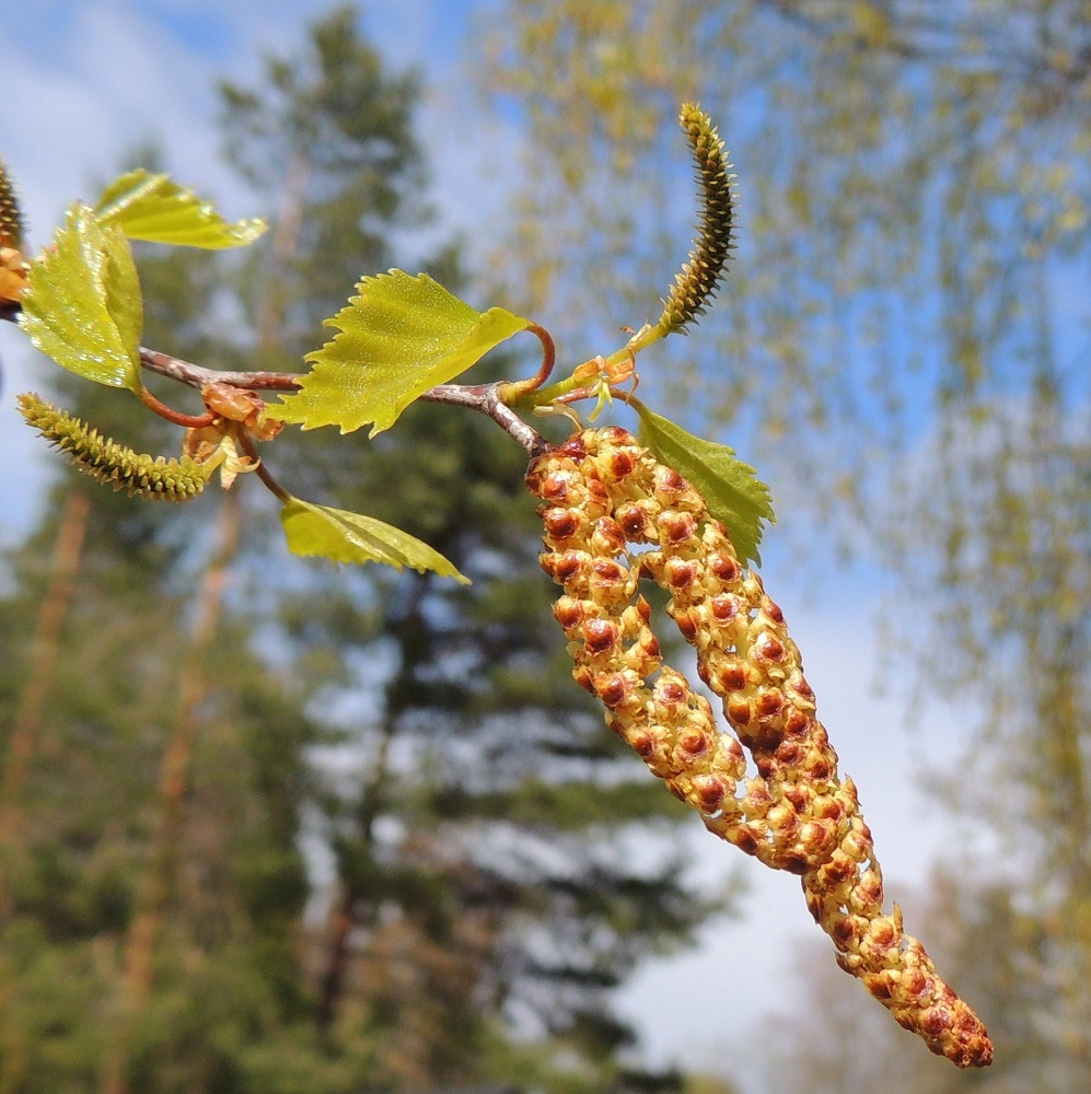 Betula pendula - rauduskoivun emikukinto on hedekukintoja huomaamattomampi, yksittäinen, perällinen ja vihreä norkko, joka on kukintavaiheessa pysty, lieriömäisen tasasoukka, noin 10-20 mm pitkä ja noin 1,5-2 mm leveä. Norkkoperä on noin 4-7 mm pitkä. EH, Hämeenlinna, Loimalahti, Alajärvi, rantapuusto Tervaniemen uimarannan kohdalla, 11.5.2014. Copyright Hannu Kämäräinen.