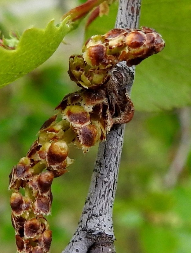 Betula pubescens subsp. czerepanovii - tunturikoivun hedekukat ovat kolmen kukan viuhkoina norkkosuomujen hangassa. Niitä suojaa kolme lomittaista, erillistä norkkosuomua, joista keskimmäinen on pyöreähkö- tai suippopäinen, kärjestään hapsiliuskainen ja kapeatyvinen sekä noin 2,5-3 mm pitkä ja leveimmältä kohtaa noin 2 mm leveä. Sen reunan alla molemmilla puolilla on yksi suomu, joka on lähes samanmittainen mutta kapeampi. Kukat ovat kaksiheteisiä. Heteet ovat noin 1,5 mm pitkät, ja niiden pitkänpyöreät ponnet ovat keltaiset. Kuvassa ponnet näkyvät ylemmän norkon tyviosassa. EnL, Enontekiö, Kilpisjärvi , Saanan lounainen alarinne, Kilpisjärveen laskeva tunturikoivikkorinne Retkeilykeskuksen kohdalla, n. 490 m mpy, 3.7.2025. Copyright Hannu Kämäräinen.