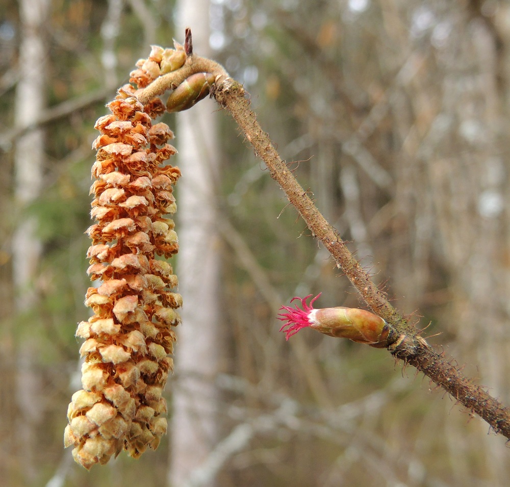 Corylus avellana - pähkinäpensaan emikukinto on pitkulaisen silmumainen, lomittaisten suomujen suojaama ja kukkiessaan noin 8-10 mm pitkä ja noin 2,5-3 mm leveä. Niiden kukintavaiheessa saman pensaan hedenorkot ovat jo ohikukkineita. Nuorimmat ja samalla uloimmat oksat ovat harmahtavan ruskeat ja tiheähkösti sekä hapsi- että nystykarvaiset. EH, Hämeenlinna, Ruununmylly, Aulangontorppa, Aulangonjärven itäpää, jyrkähkösti nousevan Käärmekallion alueen kaakkoispää, metsäalueen ja luonnonsuojelualueen etelälaita, 12.4.2015. Copyright Hannu Kämäräinen.