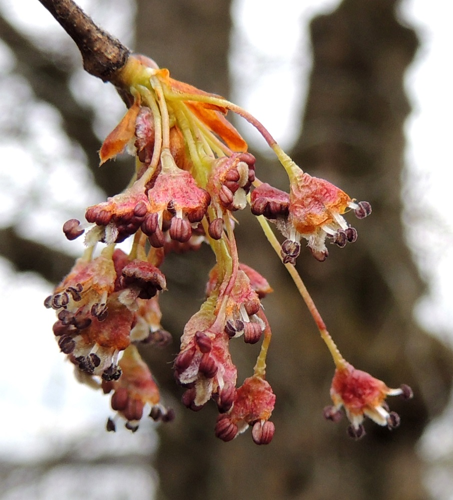 Ulmus laevis - kynäjalavan kukan kehä ei ole erilaistunut verhiöksi ja teriöksi. Se on kellanruskehtava tai punertava, kärjestään matalasti liuskainen ja noin 2,5-3 mm pitkä. Liuskoja on neljä tai viisi, harvemmin enimmillään jopa kahdeksan, ja ne ovat tylpät tai pyöreähköt ja karvareunaiset. Heteitä on sama määrä kuin kehäliuskoja, ja ne ovat noin 2,5-3 mm pitkät. Palhot ovat valkoiset ja ponnet aluksi punaruskeat. EH, Hattula, Metsänkylä, Vanajaveden Metsänkylänlahden rannan kynäjalavalehdon kaakkoisosa, luonnonsuojelualue, 2.5.2015. Copyright Hannu Kämäräinen.