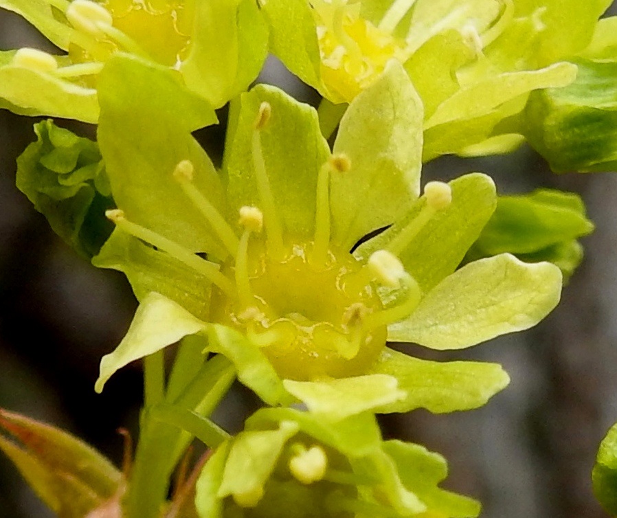 Acer platanoides - metsävaahteran terälehdet ovat keltaiset tai vaaleankeltaiset, kärkiosastaan soikeat ja tyveltään kiilamaisesti kapenevat. Ne ovat noin 5-7 mm pitkät ja leveimmältä kohtaa noin 2-3 mm leveät. Heteet ovat kiinnittyneet rengasmaiseen pohjuskehrään. Kuvassa olevassa kukassa niitä on tavanomaisen kahdeksan sijasta yhdeksän. EH, Hämeenlinna, Loimalahti, Alajärven uimaranta-alueen koillislaita, rantametsikön laide, 3.5.2025. Copyright Hannu Kämäräinen.
