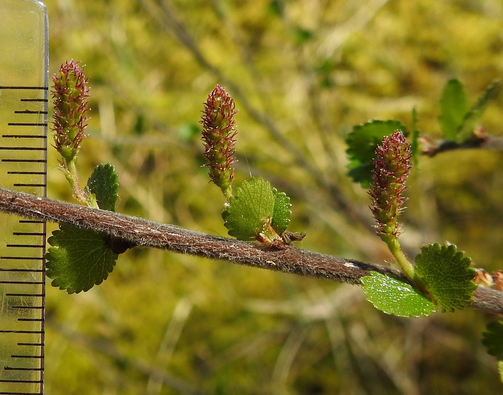 Betula nana - vaivaiskoivun emikukinto on yksittäinen ja perällinen norkko, joka on kukintavaiheessa pystyhkö, lieriömäisen tasasoukka, noin 6-10 mm pitkä ja noin 2-3 mm leveä. Norkkoperä on noin 4-5 mm pitkä. Kukkia suojaa kolme tyviosastaan yhdiskasvuista ja kukintavaiheessa vihreää norkkosuomua, joista keskimmäinen on pitkulainen, pyöreähköpäinen, laidoiltaan karvainen ja noin 1 mm pitkä. Vaivaiskoivun nuoret oksat ja vuosikasvaimet ovat yleensä ruskeat tai punaruskeat ja tiheän karvaiset tai nukkakarvaiset sekä nystyttömät. EH, Hämeenlinna, Pullerinmäki, Viisari, Ahvenistonharjun koillisjuurella olevan Kahtoilammen luoteispään rantaneva, 19.5.2024. Copyright Hannu Kämäräinen.