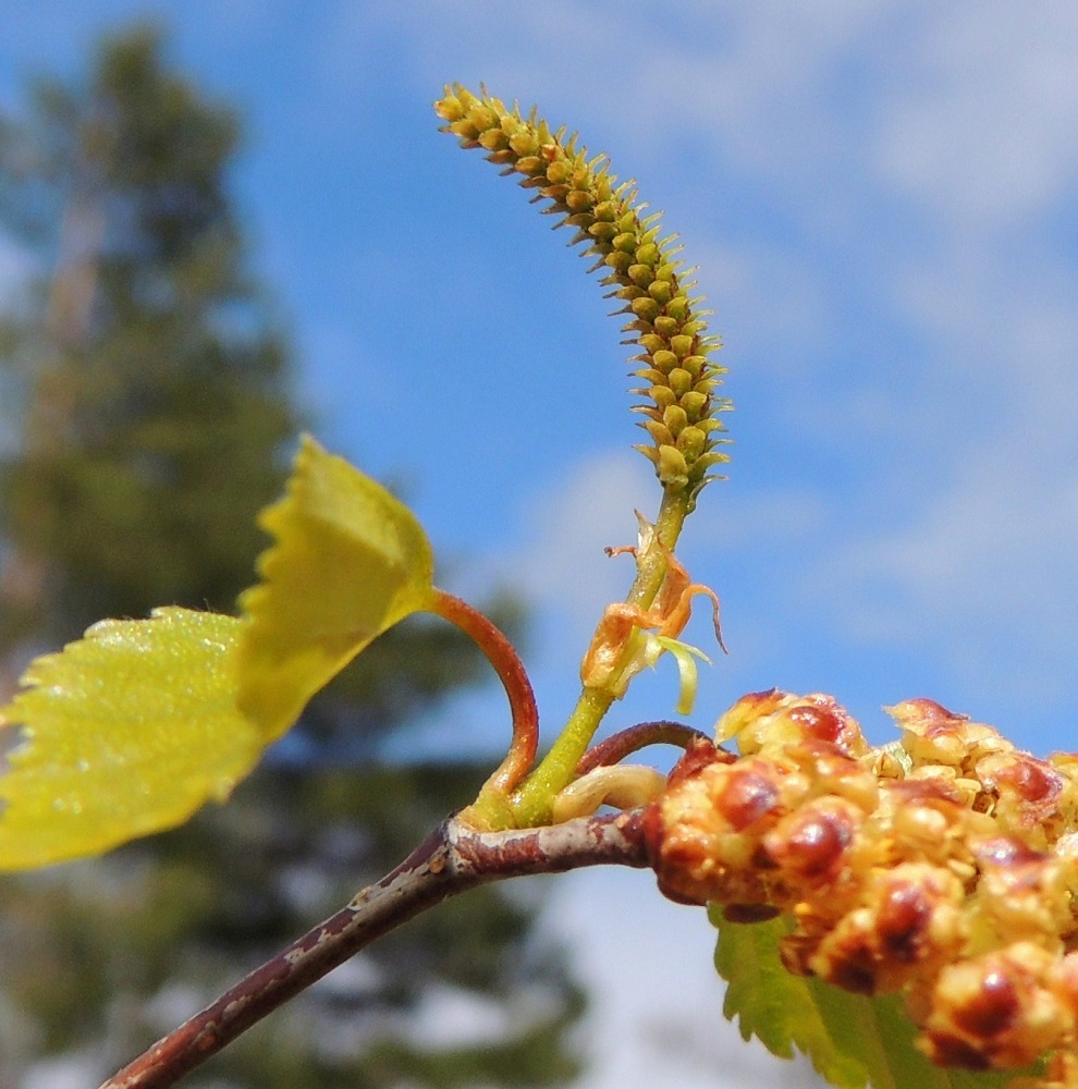 Betula pendula - rauduskoivun emikukat ovat hedekukkien tavoin kolmen kukan viuhkoina norkkosuomujen hangassa. Niitä suojaa kolme tyviosastaan yhdiskasvuista norkkosuomua, jotka ovat kukintavaiheessa suippopäiset, vihreät ja enintään noin 0,5 mm pitkät. Emikukka on kehätön ja kaksiluottinen. Luotit ovat punaiset, rihmamaiset ja noin 0,5 mm pitkät. Kuvassa ne ovat juuri ja juuri näkyvissä norkon oikeassa reunassa. Kuvassa näkyy myös nuoren oksan punaruskea ja hilseilevä pinta. EH, Hämeenlinna, Loimalahti, Alajärvi, rantapuusto Tervaniemen uimarannan kohdalla, 11.5.2014. Copyright Hannu Kämäräinen.
