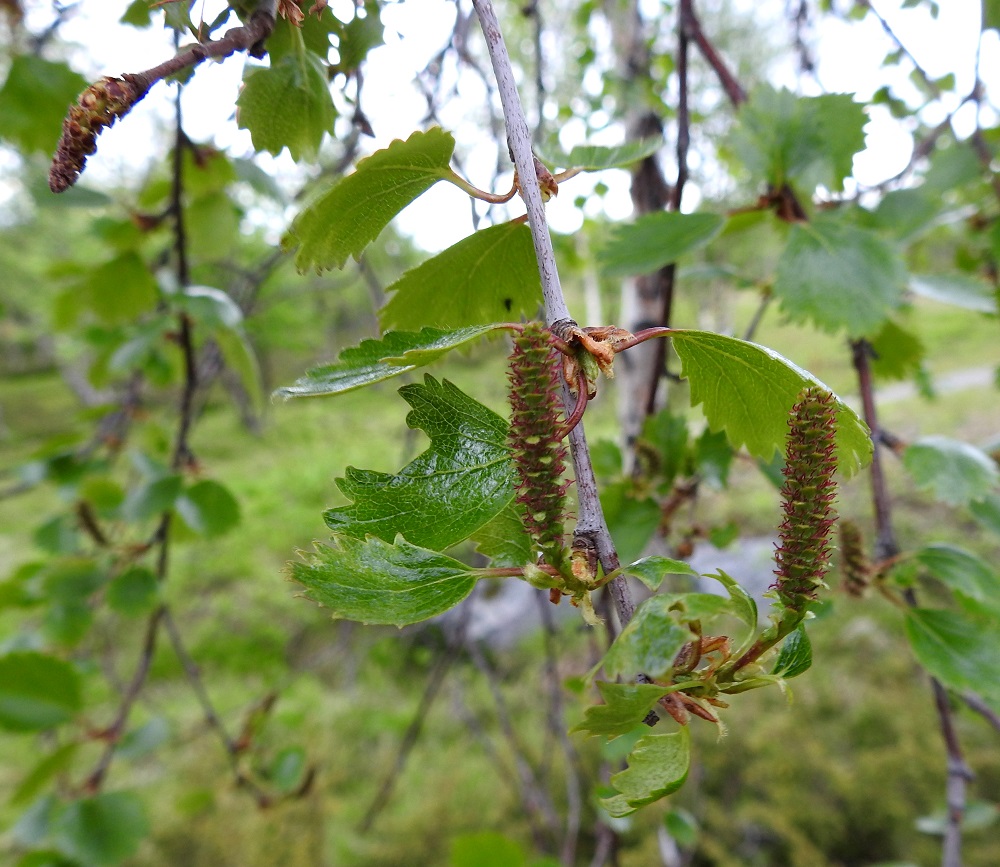 Betula pubescens subsp. czerepanovii - tunturikoivun emikukinto on hedekukintoja huomaamattomampi, yksittäinen, perällinen ja vihreä norkko, joka on kukintavaiheessa pysty, lieriömäisen tasasoukka, noin 7-15 mm pitkä ja noin 3-4 mm leveä. Norkkoperä on noin 2-4 mm pitkä. Kuvassa näkyvät myös norkkojen tyvellä olevien lehtien kellanvihreät korvakkeet, jotka ovat noin 3-5 mm pitkät ja noin 1-2 mm leveät sekä varhain karisevat. EnL, Enontekiö, Kilpisjärvi , Saanan lounainen alarinne, Kilpisjärveen laskeva tunturikoivikkorinne Retkeilykeskuksen kohdalla, n. 490 m mpy, 3.7.2025. Copyright Hannu Kämäräinen.