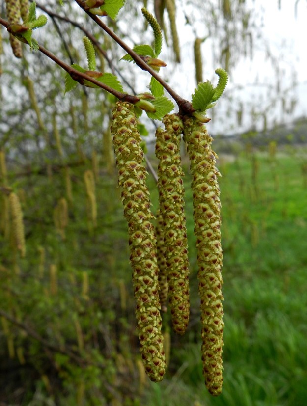 Betula pubescens subsp. pubescens - metsähieskoivun kukinnot ovat yksineuvoisia eli hede- ja emikukat ovat eri kukinnoissa. Hedekukinto on riippuva, lieriömäisen tasasoukka norkko, joka kehittyy nuoriin oksanhaaroihin jo edeltävän kesän loppupuolella. Norkot ovat yksittäin tai niitä on yleensä kaksi tai kolme samassa ryhmässä. Ne ovat perättömät, kukintavaiheessa keltaiset tai kellanruskeat, yleensä noin 30-70 mm pitkät ja noin 6-7 mm leveät. EH, Hämeenlinna, Vuorentaka, Hämeen Härkätien (tie 2855) varren laaja peltoaukea, pieni puustolaikku peltoalueen laiteessa, 17.5.2012. Copyright Hannu Kämäräinen.