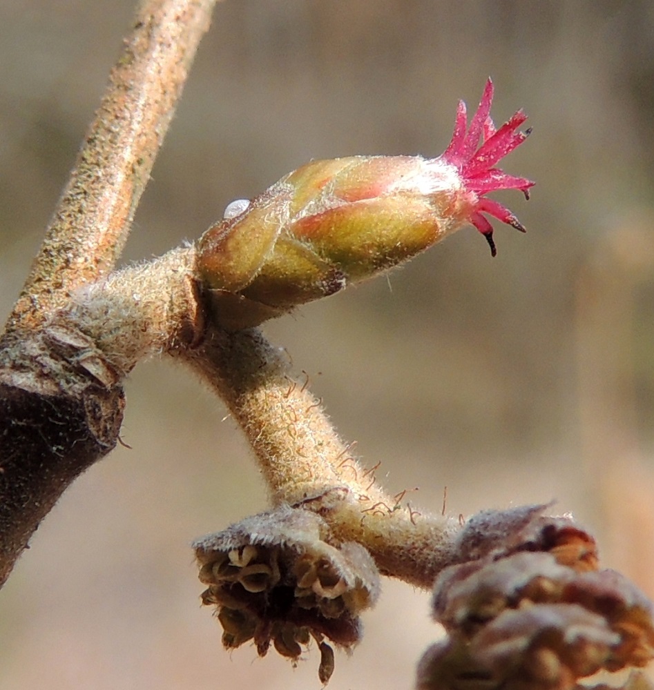 Corylus avellana - pähkinäpensaan emikukinnon suomut ovat puikeat tai soikeahkot, pyöreäpäiset, vihreänruskehtavat ja hentokarvaiset sekä karvareunaiset. Ne ovat noin 1-5 mm pitkät ja suoristettuina noin 2-3 mm leveät. Suomujen peittämässä emikukinnossa on yleensä kahdesta neljään kukkaa. Kukkien tyvellä on vähäinen, liuskareunainen kehä, jonka alapuolella on sikiäin. Kukat ovat kaksiluottisia ja sijoittuvat kukinnon kärkeen niin, että niistä näkyvät suomujen reunan yli vain punaiset, rihmamaiset ja noin 3-4 mm pitkät luotit sekä vaihtelevasti kehän liuskareuna, joka näkyy paremmin edellisessä kuvassa. EH, Hämeenlinna, Ruununmylly, Aulangontorppa, Aulangonjärven itäpää, jyrkähkösti nousevan Käärmekallion alueen kaakkoispää, metsäalueen ja luonnonsuojelualueen etelälaita, 12.4.2015. Copyright Hannu Kämäräinen.