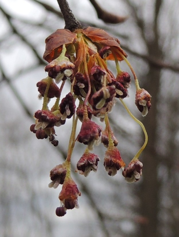 Ulmus laevis - kynäjalavan emi on yksivartaloinen, kaksiluottinen ja noin 2 mm pitkä. Luotit ovat kapean kielimäiset, valkoiset ja tiheäkarvaiset. Kukkaperien tyvellä on tukilehti, joka on suikeahko tai soikeahko, vaalea ja karvareunainen sekä noin 2-5 mm pitkä. Kuvassa yksi vaalea tukilehti näkyy oikeanpuoleisen, punaruskean kukintosuomustopuolikkaan alapuolella. EH, Hattula, Metsänkylä, Vanajaveden Metsänkylänlahden rannan kynäjalavalehdon kaakkoisosa, luonnonsuojelualue, 2.5.2015. Copyright Hannu Kämäräinen.