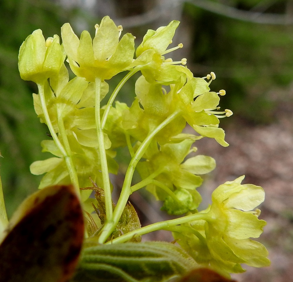 Acer platanoides - metsävaahteran kukkapohjus on matala, lähes levymäisen laakea ja noin 4-5 mm leveä. Sen reunassa on viisi erillistä verholehteä, jotka ovat kapean kolmiomaiset tai kapeanpuikeat, pyöreä- tai tylppäkärkiset, noin 4-5,5 mm pitkät ja leveimmältä kohtaa noin 2-2,5 mm leveät. Kukkapohjus ja verholehdet ovat kaljut ja kellanvihertävät. EH, Hämeenlinna, Loimalahti, Alajärven uimaranta-alueen koillislaita, rantametsikön laide, 3.5.2025. Copyright Hannu Kämäräinen.