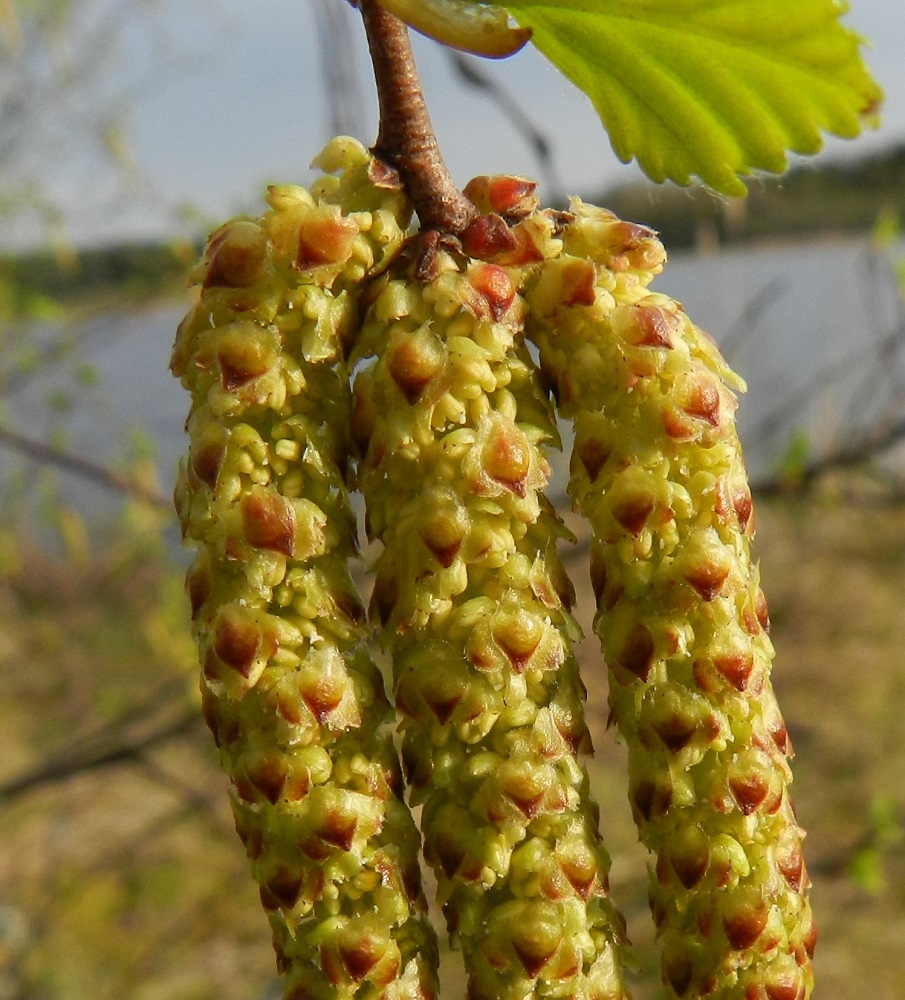 Betula pubescens subsp. pubescens - metsähieskoivun hedekukat ovat kolmen kukan viuhkoina norkkosuomujen hangassa. Niitä suojaa kolme lomittaista, erillistä norkkosuomua, joista keskimmäinen on lähinnä pyöreämuotoisen vastapuikea, suippokärkinen, kapeatyvinen ja noin 3 mm pitkä sekä leveimmältä kohtaa noin 2 mm leveä. Sen reunan alla molemmilla puolilla on yksi vastapuikea suomu, joka on lähes samanmittainen mutta kapeampi. Kukat ovat kaksiheteisiä. Heteet ovat noin 1,5-2 mm pitkät, ja niiden pitkänpyöreät ponnet ovat keltaiset. EH, Hämeenlinna, Luolaja, Hattelmalanjärven pohjoisrannan nevakaista, luonnonsuojelualue, 16.5.2012. Copyright Hannu Kämäräinen.