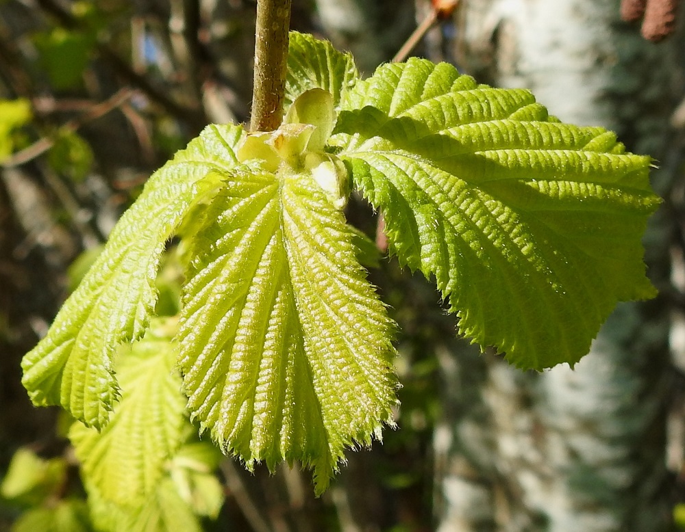 Corylus avellana - pähkinäpensaan tuulipölytys onnistuu huomattavasti paremmin ilman lehtiverhoa. Niinpä hento vihreys valtaa pensaat vasta toukokuun puolivälin tietämissä. A, Lemland, Nåtö, saaren pohjoisosan luonnonsuojelualue biologisen aseman kohdalla, Järsövägenin tienlaitaniityn reuna, 19.5.2025. Copyright Hannu Kämäräinen.