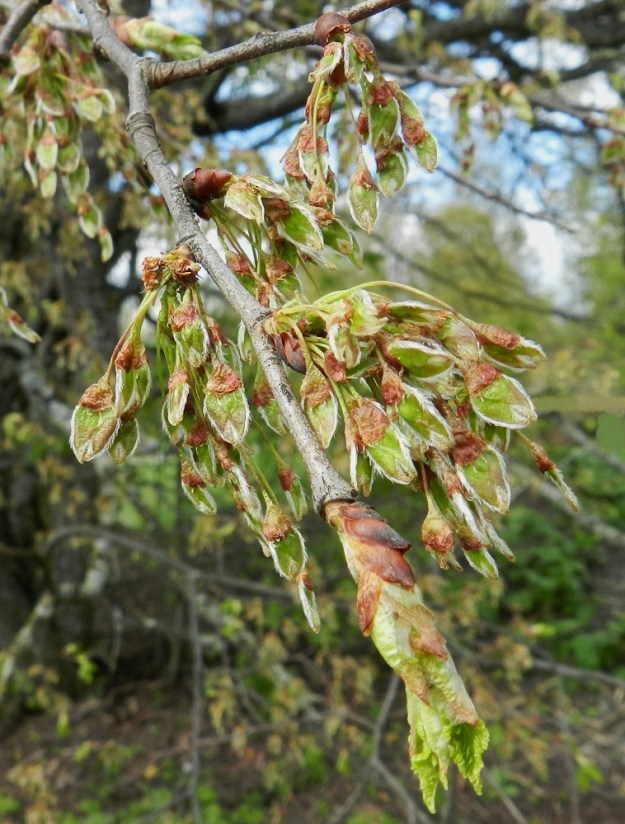 Ulmus laevis - kynäjalavan kukinnan päätyttyä onnistunut tuulipölytys saa sikiäimet kasvamaan soikeahkoiksi hedelmäaihioiksi, joiden lovikärjissä näkyvät vielä kuivuvat luotit. Vasta tässä vaiheessa lehdet ovat puhkeamassa. Järjestys on tuulipölytyksen kannalta tarkoituksenmukainen, koska edellä ensimmäisessä kuvassa näkyvä, tiheä lehtikate estäisi puun siitepölyn pääsyn ilmavirtojen mukaan ja myös torjuisi tehokkaasti tuulen mukana saapuvan siitepölyn pääsyn kukkiin. EH, Tampere, Tahmela, Pyhäjärven Hyhkynlahden koillisranta, uimarannan eteläpuolen rauhoitettu, kookas puu, 19.5.2012. Copyright Hannu Kämäräinen.