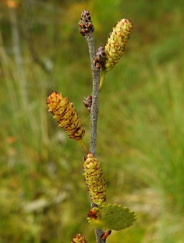 Betula nana - vaivaiskoivun eminorkko alkaa hedelmöityksen jälkeen paisua. Hedelmävaiheessa se on edelleen pystyhkö, tavallisesti noin 8-15 mm pitkä ja noin 4-5 mm leveä sekä aluksi vihreä ja lopulta ruskeasävyinen. Perä ei hedelmävaiheessa juurikaan pitene. Lehtisilmujen lisäksi myös syyskesällä kehittyvät seuraavan vuoden kukinnot talvehtivat silmujen sisällä toisin kuin muilla, puumaisilla koivuilla. Silmut ovat perättömät, pitkulaiset, monisuomuiset ja tylppäkärkiset sekä noin 2-5 mm pitkät. Suomut ovat ruskeat, pyöreähköpäiset ja karvareunaiset. EH, Hämeenlinna, Pullerinmäki, Viisari, Ahvenistonharjun koillisjuurella olevan Kahtoilammen luoteispään rantaneva, 8.9.2025. Copyright Hannu Kämäräinen.