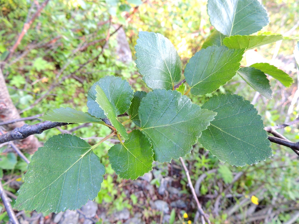 Betula pubescens subsp. czerepanovii - tunturikoivun lehtilapa on ehyt, puikea tai pyöreänpuikea, kärjestään lyhytsuippuinen tai tylpähkö ja tyveltään leveän kiilamainen, pyöreähkö tai lähes suora. Lehtilaita on kertaalleen sahalaitainen. Lapa on paksu, päältä kalju ja vihreä sekä tavallisesti noin 2,5-4 cm pitkä ja leveimmältä kohtaa noin 2-3,5 cm leveä. EnL, Enontekiö, Kilpisjärvi, Saanan jyrkkä lounaisrinne, ensimmäisen, matalan pahtaseinämän yläpuolinen, pensaikkoinen tunturirinne retkeilykeskuksen kohdalla, luonnonsuojelualue, 620 m mpy, 17.7.2013. Copyright Hannu Kämäräinen.