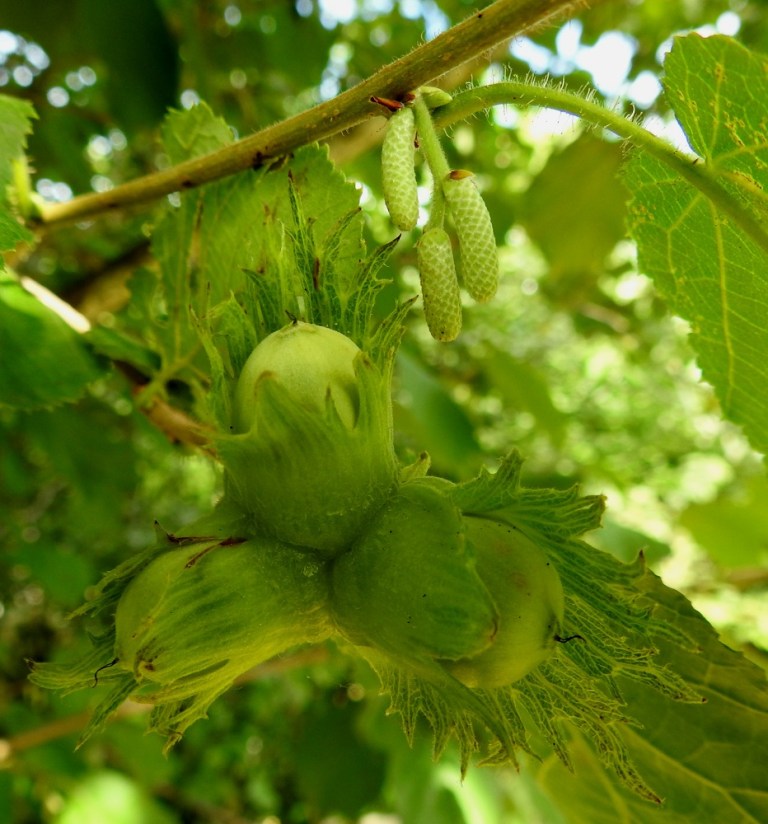 corylus-avellana-p-hkin-pensas-euroopanp-hkin-pensas-pohjolan