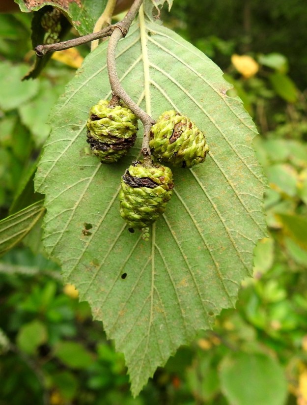 Alnus incana subsp. incana - etelänharmaalepän kuluvan vuoden eminorkot alkavat hedelmöityksen jälkeen paisua. Hedelmävaiheessa norkko on munamainen tai toisinaan lähes lieriömäinen, noin 10-17 mm pitkä ja noin 8-12 mm leveä sekä aluksi vihreä. Käpymäiset norkot ovat lähes tai aivan perättömiä muuten, mutta tertun kärjessä olevalla norkolla on usein enintään noin 5-6 mm pitkä perä. EH, Hämeenlinna, Voutila, Myllyoja, Louhentien varressa oleva harmaaleppämetsikkö, 7.9.2025. Copyright Hannu Kämäräinen.